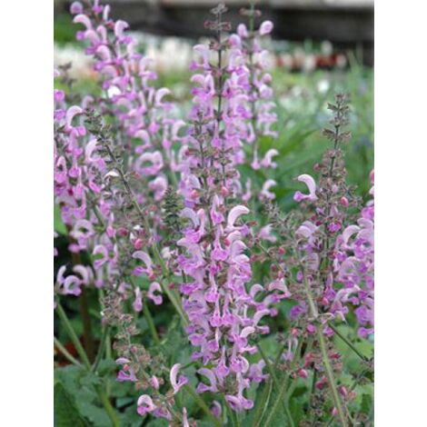 Sauge des près 'Pink Delight' Godet de 8/9 cm