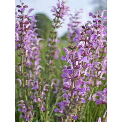 Sauge des près 'Rose Rapsody' Godet de 8/9 cm