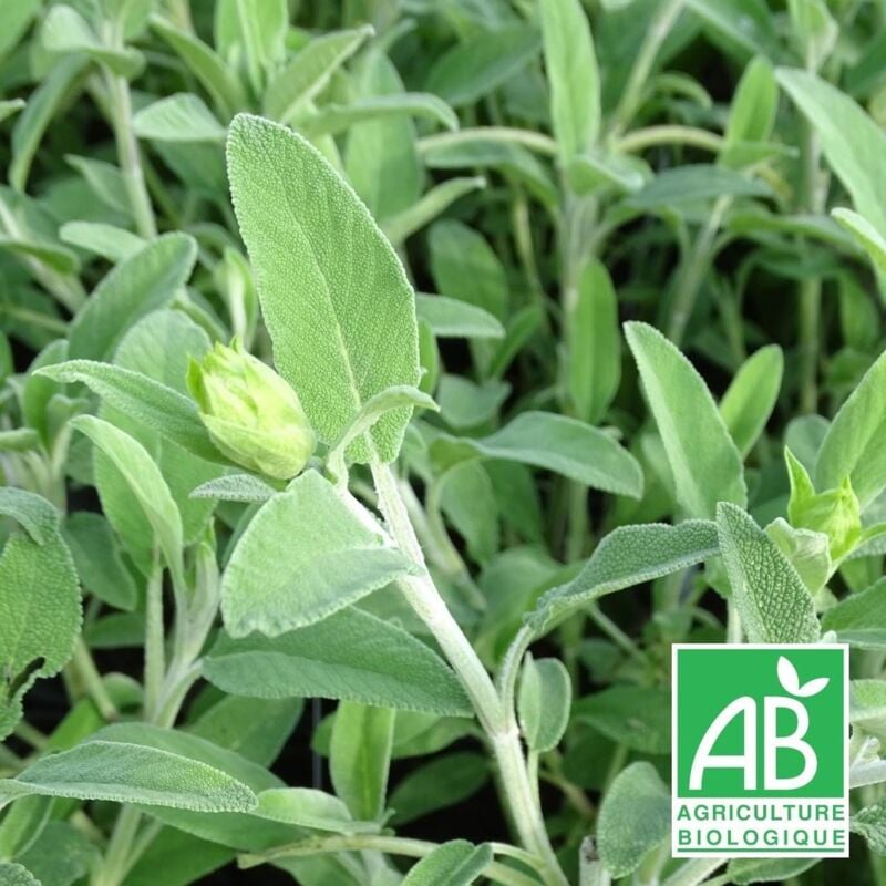Sauge fruticosa BIO/Lot de 9 godets