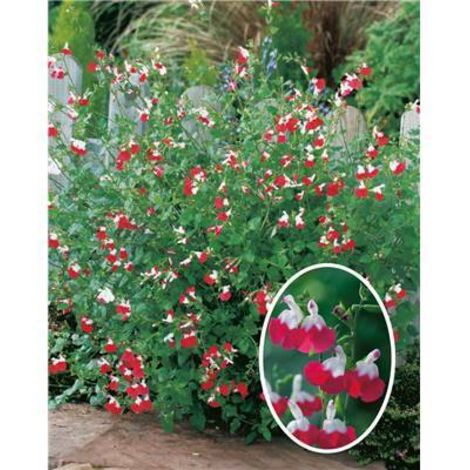 Sauge Grahamii Hot Lips – Lot de 3 godets – Fleurs rouges et blanches – Plante vivace rustique pour massifs et potées – Fabre Graines