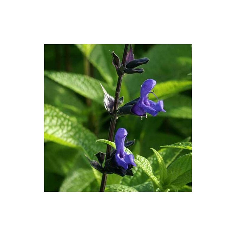 Plantes Avenue - Sauge guarani Black and Blue | Conditionnement: Lot de 9 godets