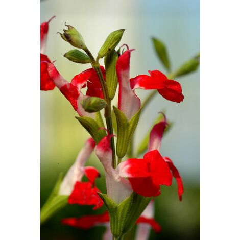 Sauge 'Hot Lips' Taille du pot - Pot de 3 Litres