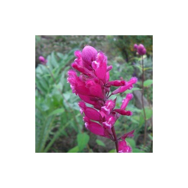 Sauge involucre Bethellii | Conditionnement: Lot de 5 godets