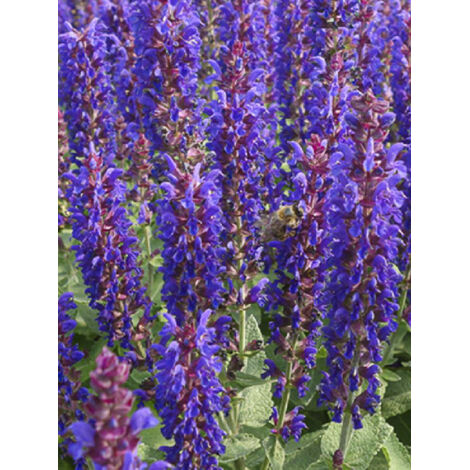 Sauge nemorosa 'Blue Bouquetta' Godet de 8/9 cm