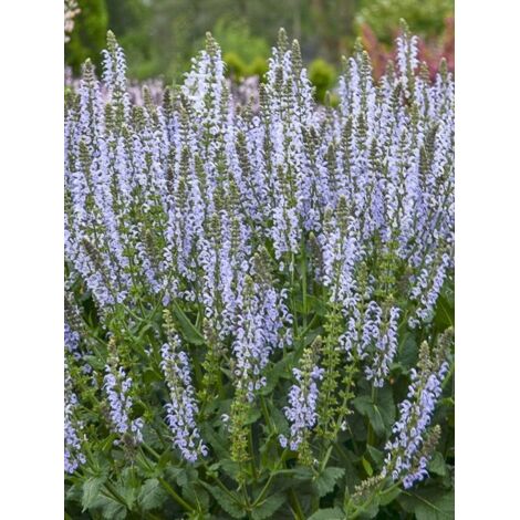 Sauge nemorosa 'Crystal Blue Colorspires' Godet de 8/9 cm