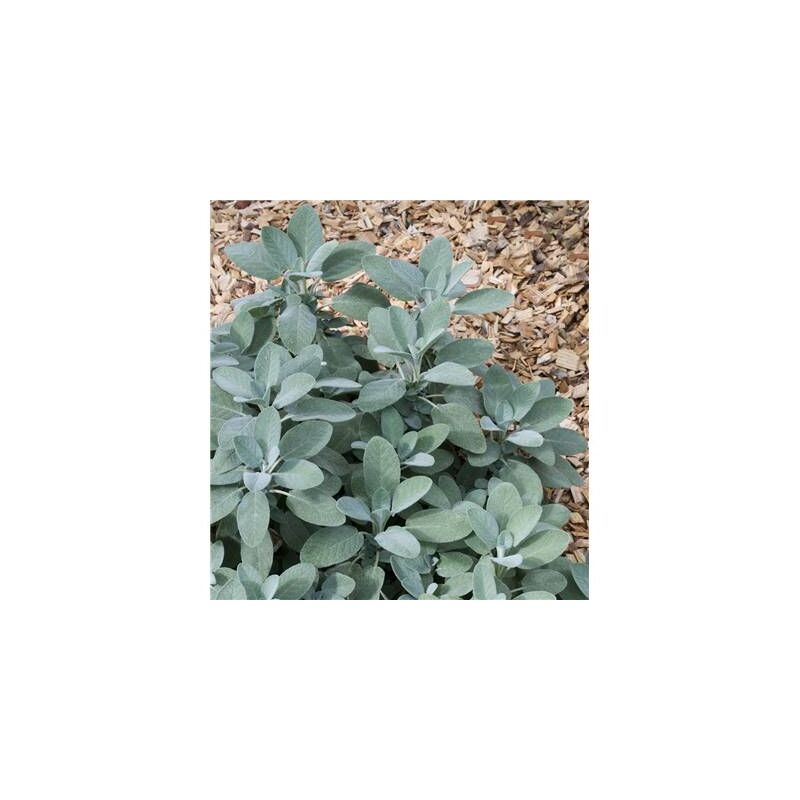 Sauge officinale – Lot de 2 godets – Période de semis : printemps – Aromatise viandes et poissons – Propriétés digestives – Fabre Graines