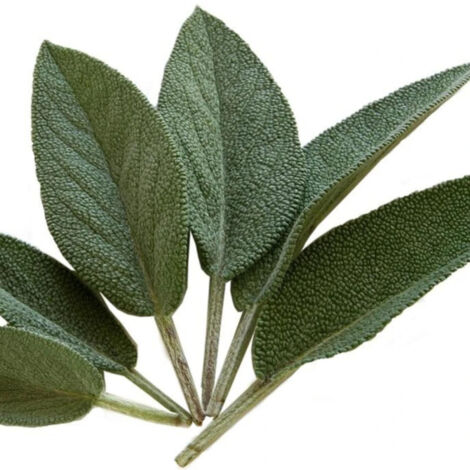 Sauge officinale
