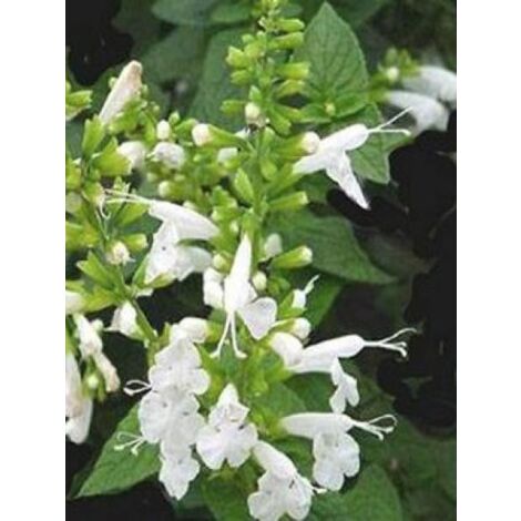 Sauge officinale 'Albiflora' Godet de 8/9 cm