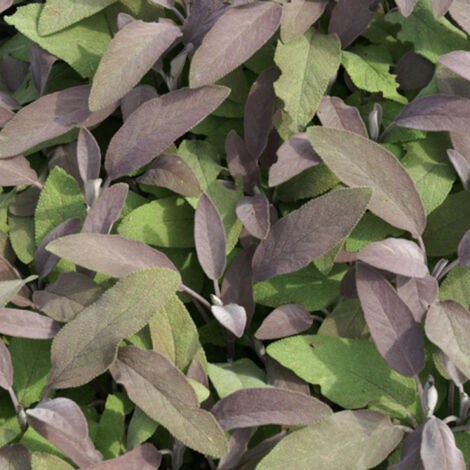 Sauge officinale Pourpre/Godet