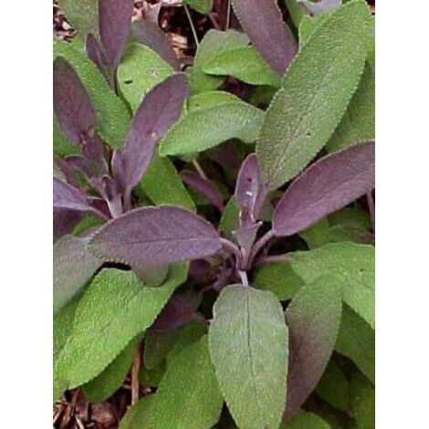 Sauge officinale 'Purpurascens' Pot de 1,5L/2L