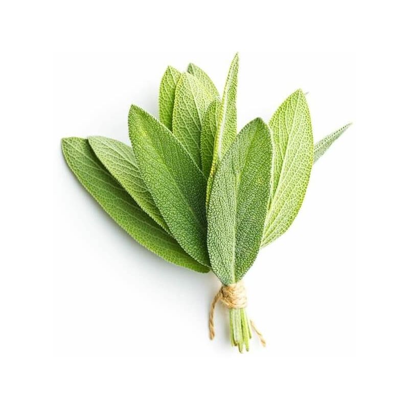 Pepinières Naudet - Sauge Officinale (Salvia Officinalis) - Godet - Taille 13/25cm