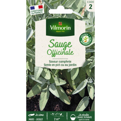 Sauge Officinale Vilmorin