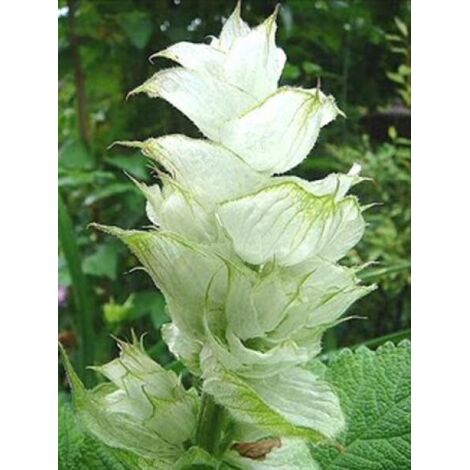 Sauge sclarée 'Vatican White' Godet de 8/9 cm