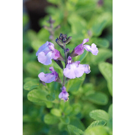 Sauge 'So Cool Pale Blue' Taille du pot - 3L