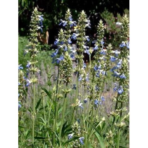 Sauge uliginosa 'African Skies' Godet de 8/9 cm