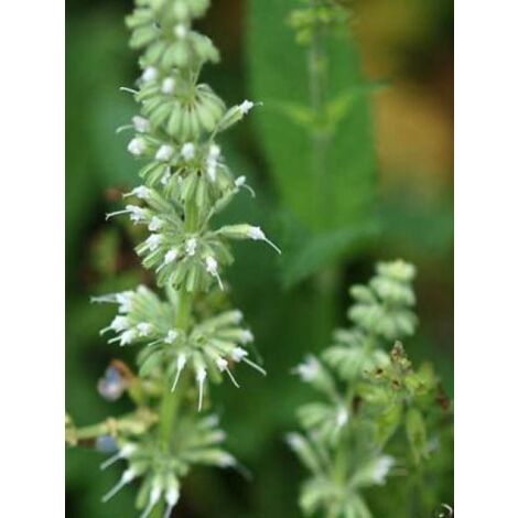 Sauge verticillée 'Alba' Godet de 8/9 cm