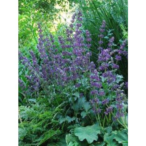 Sauge verticillée 'Purple Rain' Godet de 8/9 cm