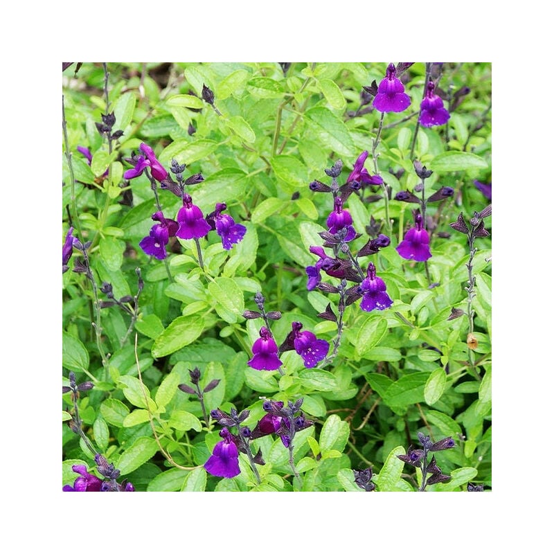 Sauge Violette de Loire ® - Violet