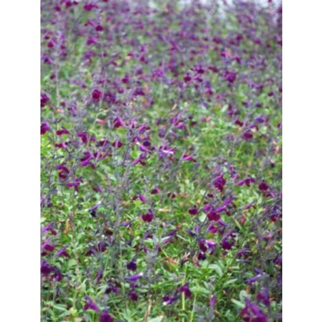 Sauge 'Violette de Loire' Pot de 4L/5L