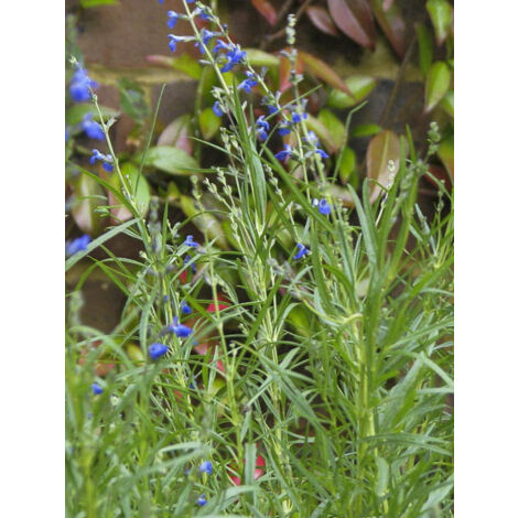 Sauge vivace 'West Texas Form' Godet de 8/9 cm
