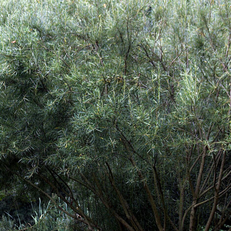 Saule à feuilles d'argousier, Salix/Pot de 5L - Touffe