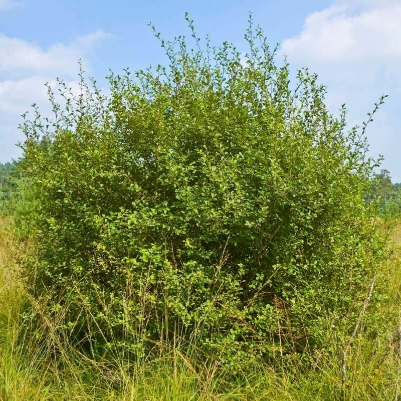 Pepinières Naudet - Saule à Oreillettes ou 'Petit Marsault' (Salix Aurita) - Godet - Taille 30/50cm