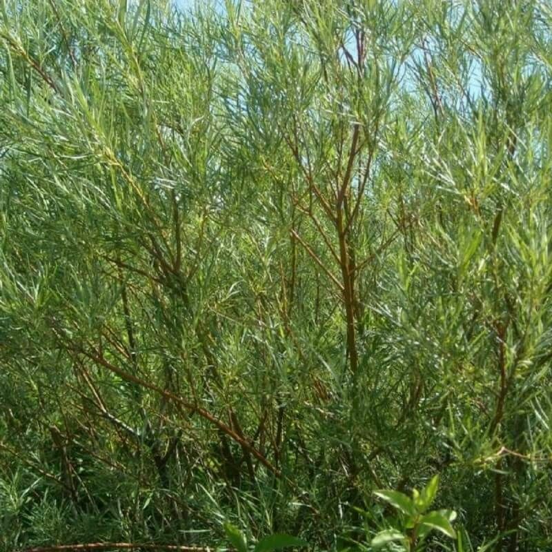 Pepinières Naudet - Saule Rampant (Salix Repens) - Godet - Taille 20/40cm