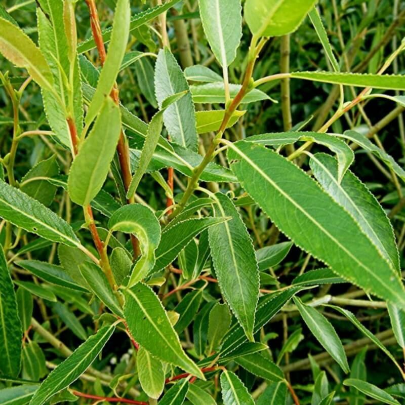 Pepinières Naudet - Saule Cassant (Salix Fragilis) - Godet - Taille 13/25cm