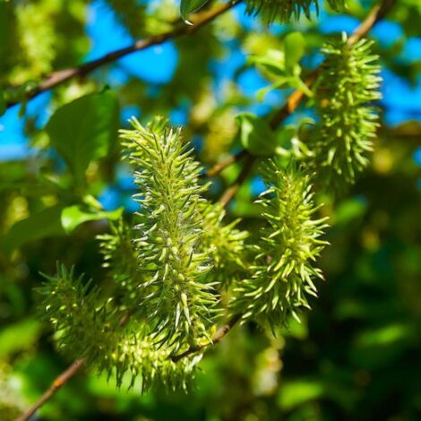 Saule cendré (Salix cinerea)