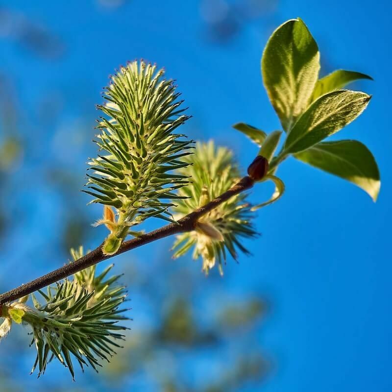 Pepinières Naudet - Saule Cendré (Salix Cinerea) - Godet - Taille 20/40cm