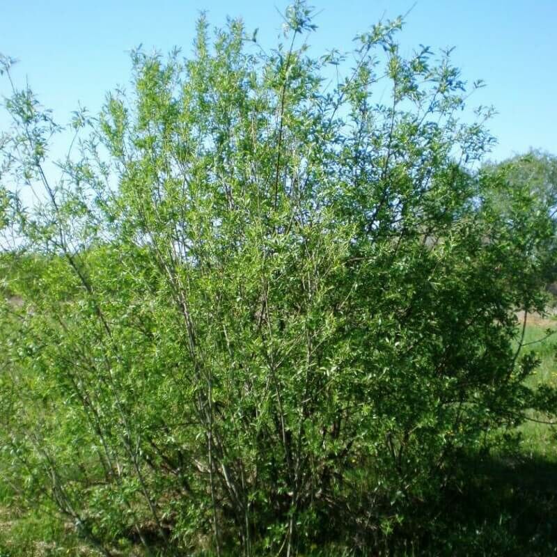 Pepinières Naudet - Saule des Vanniers (Salix Viminalis) - Godet - Taille 20/40cm
