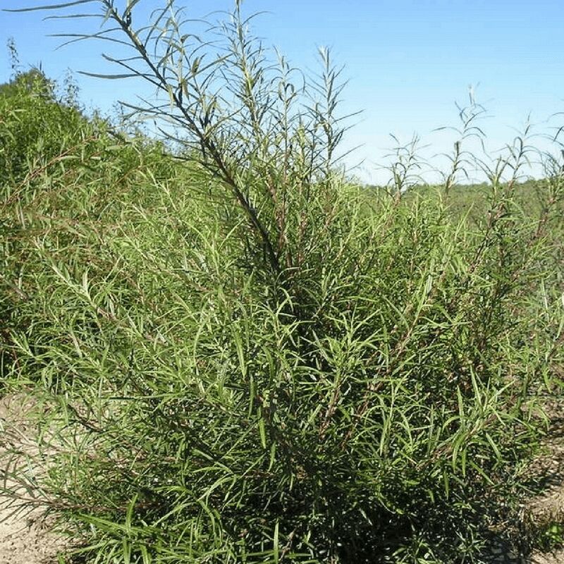 Pepinières Naudet - Saule à feuilles de Romarin (Salix Rosmarinifolia) - Godet - Taille 20/40cm