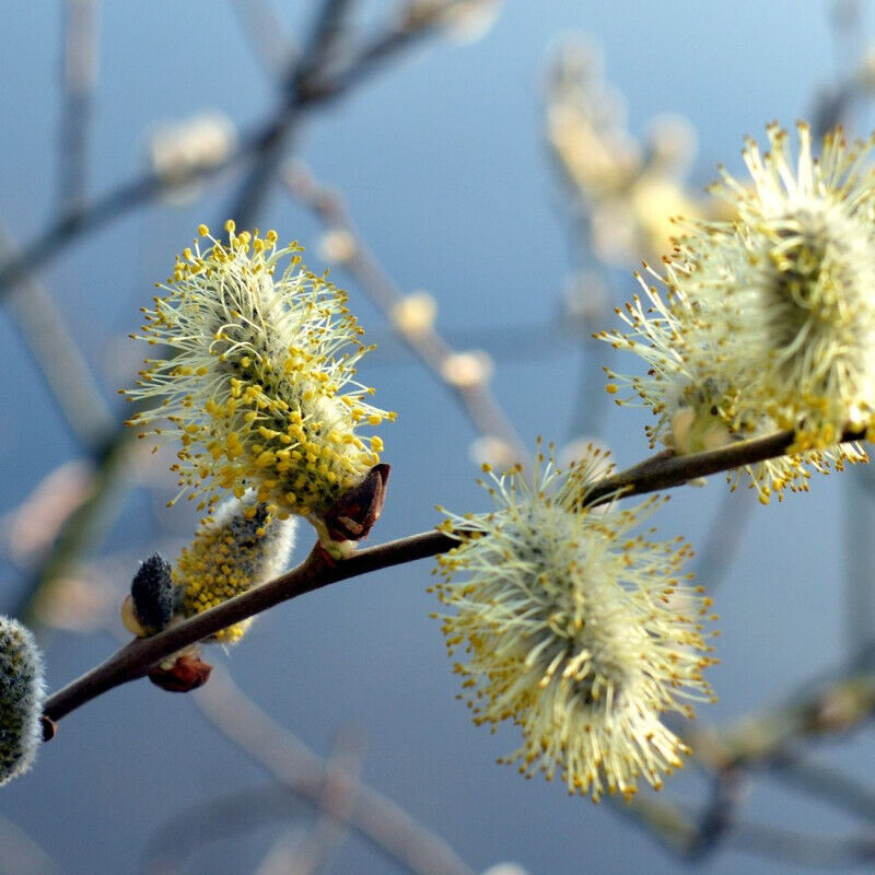 Saule marsault pleureur/Pot de 7,5L
