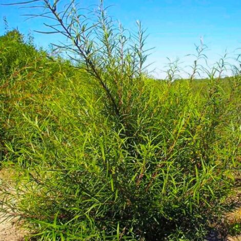 Saule pourpre nain (Salix purpurea 'Nana')