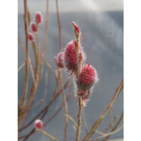 Saule pourpre 'Nana' Godet de 8/9 cm