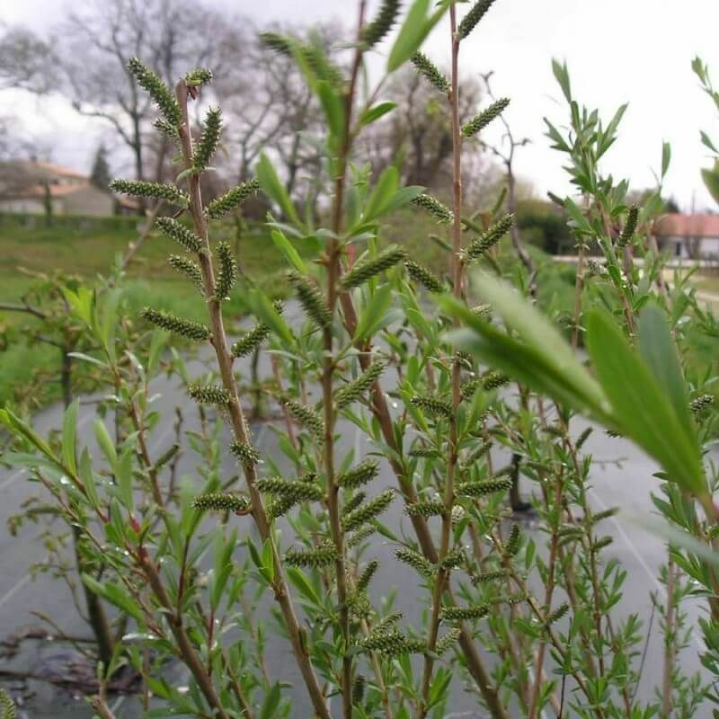 Pepinières Naudet - Saule Pourpre (Salix Purpurea) - Godet - Taille 20/40cm