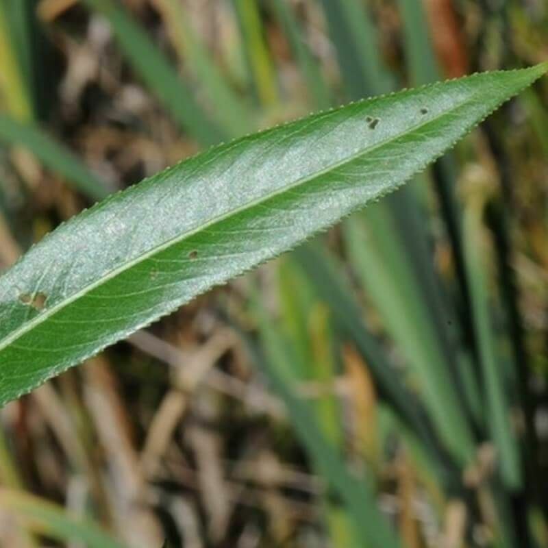 Pepinières Naudet - Saule Soyeux (Salix Daphnoides) - Godet - Taille 20/40cm