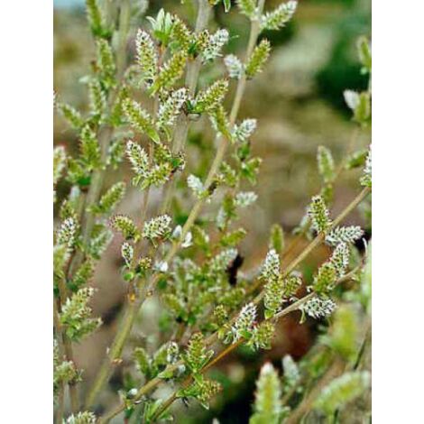 Saule subopposita Godet de 8/9 cm
