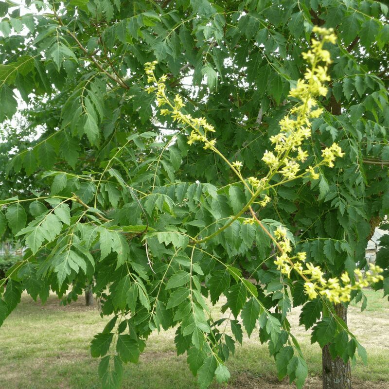 Savonnier ou Bois de Panama (Koelreuteria Paniculata) - Godet - Taille 20/40cm