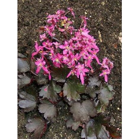 Saxifrage 'Black Ruby' Godet de 8/9 cm