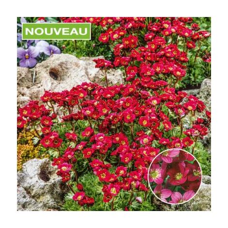 SAXIFRAGE LOFTY DARK ROSE SHADES- 3 GODETS