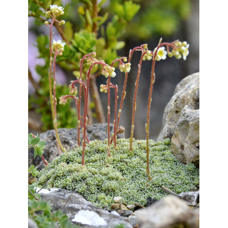 Saxifrage paniculée 'Minutifolia' Godet de 8/9 cm