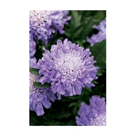 SCABIEUSE BLEUE - 0.5 G - FLEUR A COUPER