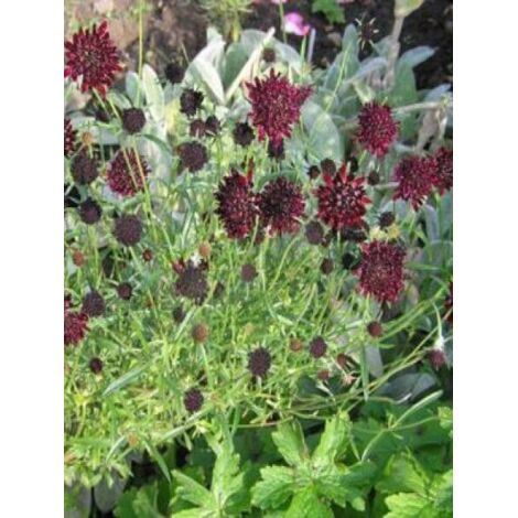 Scabieuse des jardins 'Chile Black' Godet de 7/8 cm