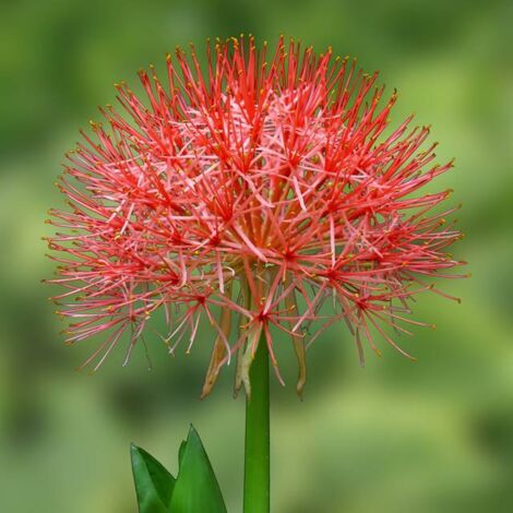 Scadoxus multiflorus Fiore rosso di Catherine 1 pezzo