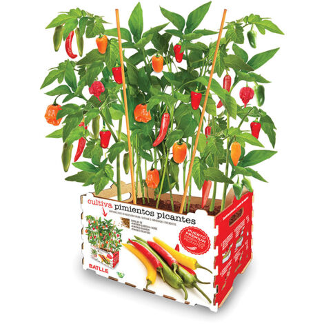 Scatola Porta Spezie 4 Scomparti Con Coperchio Trasparente E 4 Cucchiai Inclusi - Contenitore Per Condimenti In ABS, Organizer Da Cucina Per Sale, Zucchero E Pepe (Rosa)