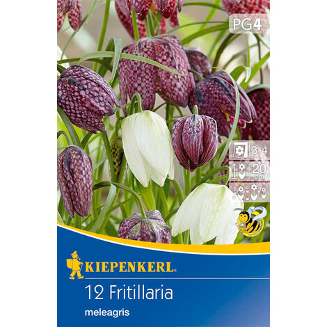 Schachbrettblume Mischung (12 Stück) Blumenzwiebeln von Kiepenkerl