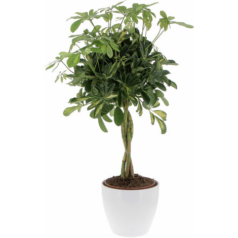 Schefflera Arboricola 'Gold Capella' con Eco-Vaso Alaska - Pianta Tropicale Purifica Aria da Interno - H 75-85 cm Vaso Ø 19 cm