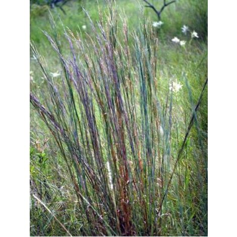 Schizachyrium scoparium Godet de 8/9 cm