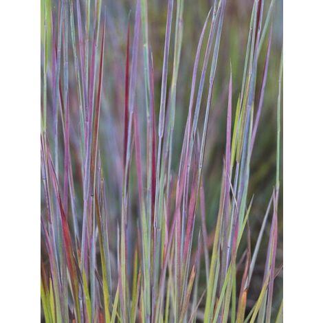 Schizachyrium scoparium 'Standing Ovation' Godet de 8/9 cm